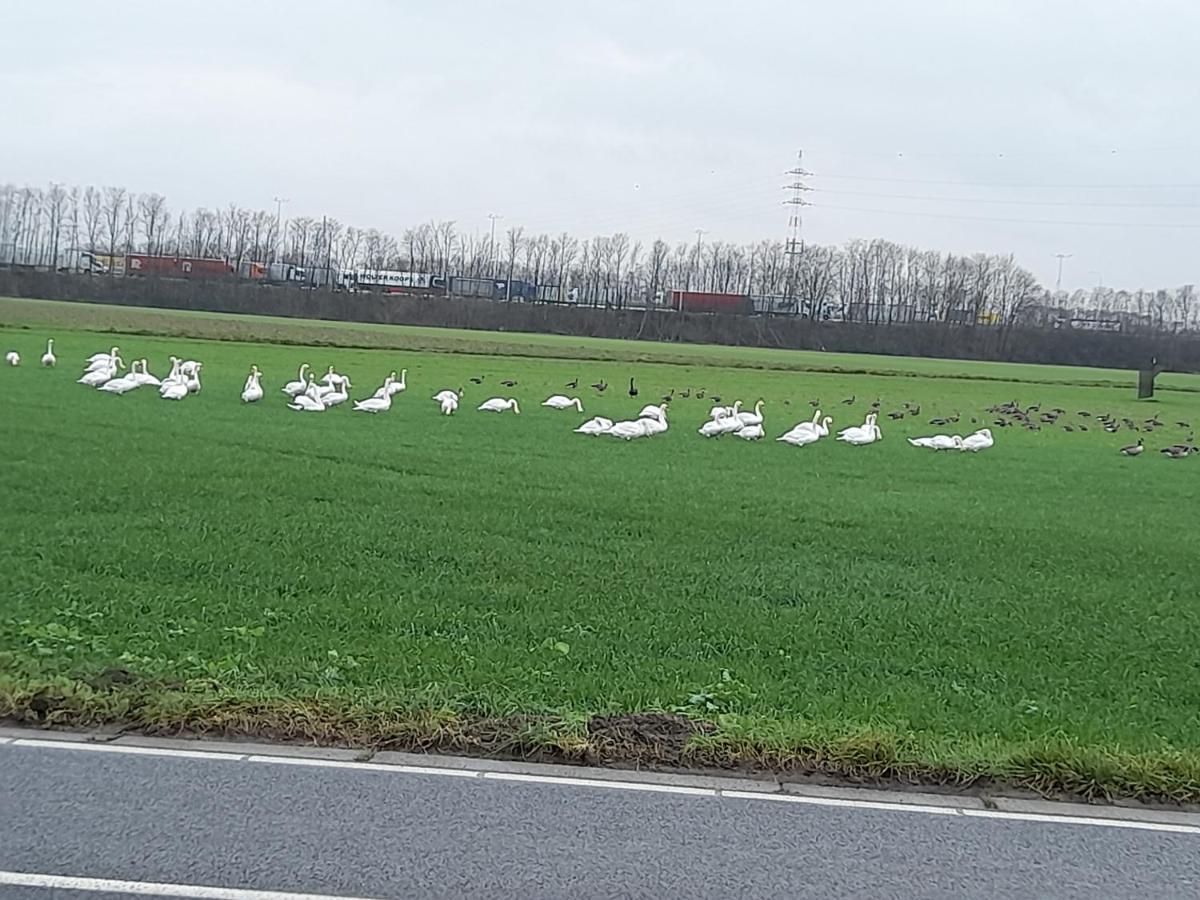 De Achtertuin Διαμέρισμα Maasmechelen Εξωτερικό φωτογραφία